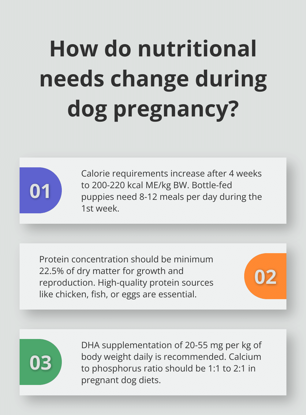 Infographic: How do nutritional needs change during dog pregnancy?