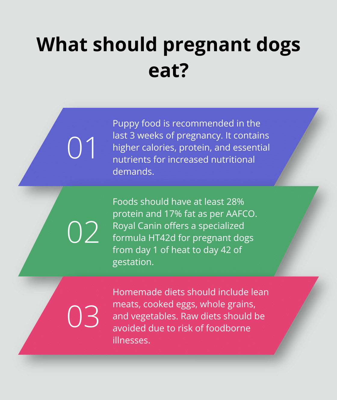 Infographic: What should pregnant dogs eat? - dog pregnancy nutrition