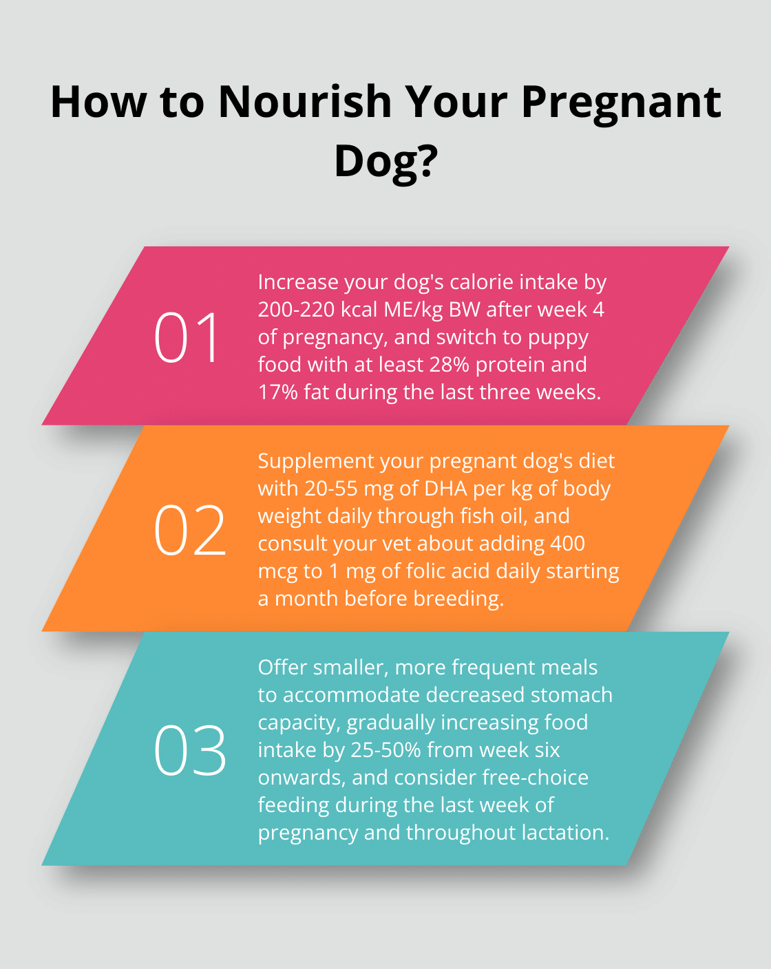 Infographic: How to Nourish Your Pregnant Dog?