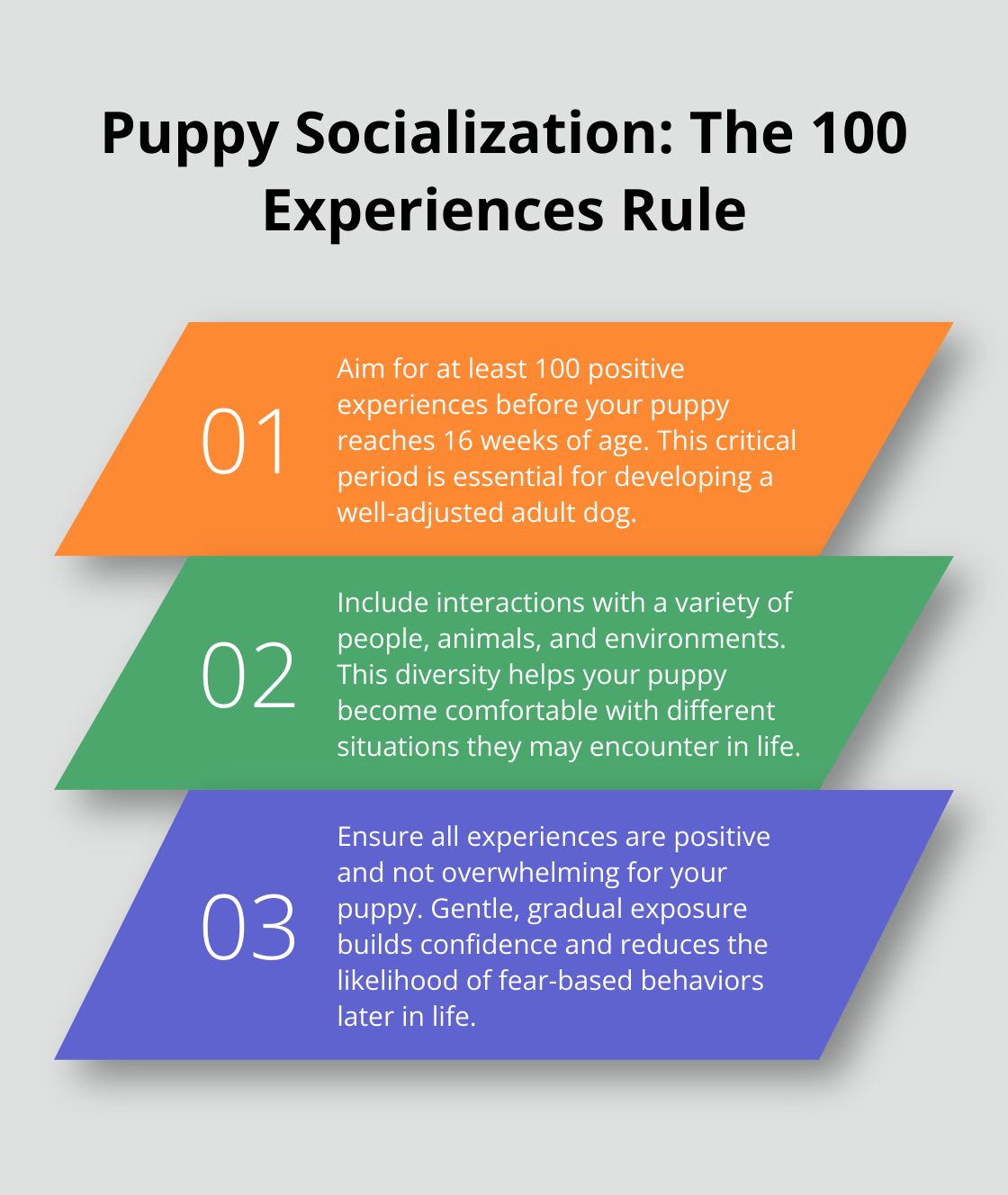 An ordered list chart outlining three key points about puppy socialization, emphasizing the importance of 100 positive experiences before 16 weeks of age.