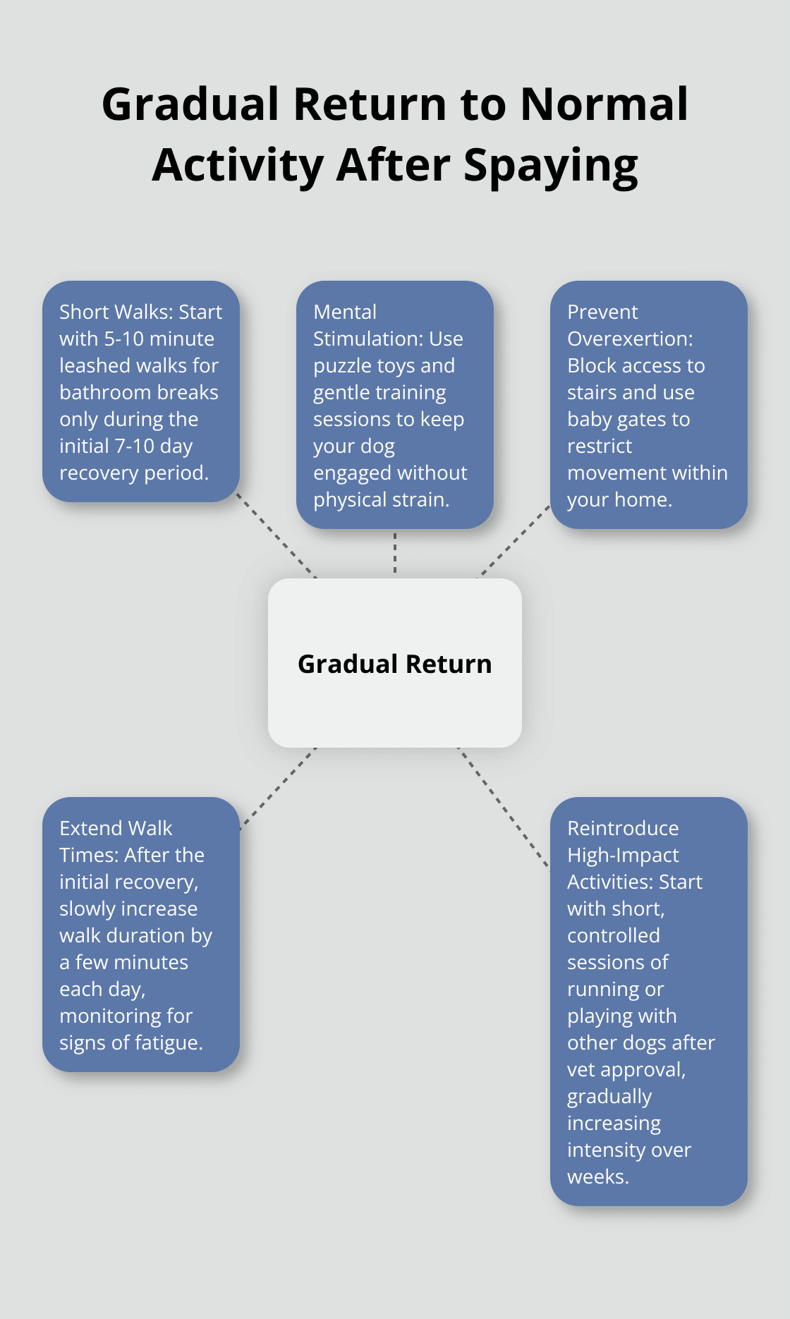 Hub and spoke chart showing gradual return to normal activity after dog spaying, with 'Gradual Return' in the center and five spokes: Short Walks, Mental Stimulation, Prevent Overexertion, Extend Walk Times, and Reintroduce High-Impact Activities.