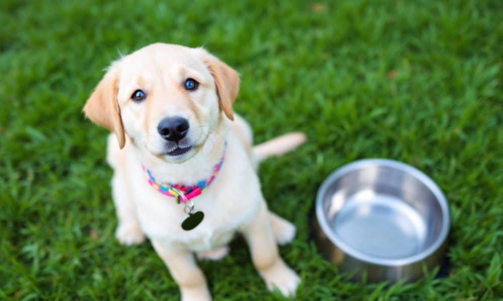 A Beginner’s Guide – The Dogington Post