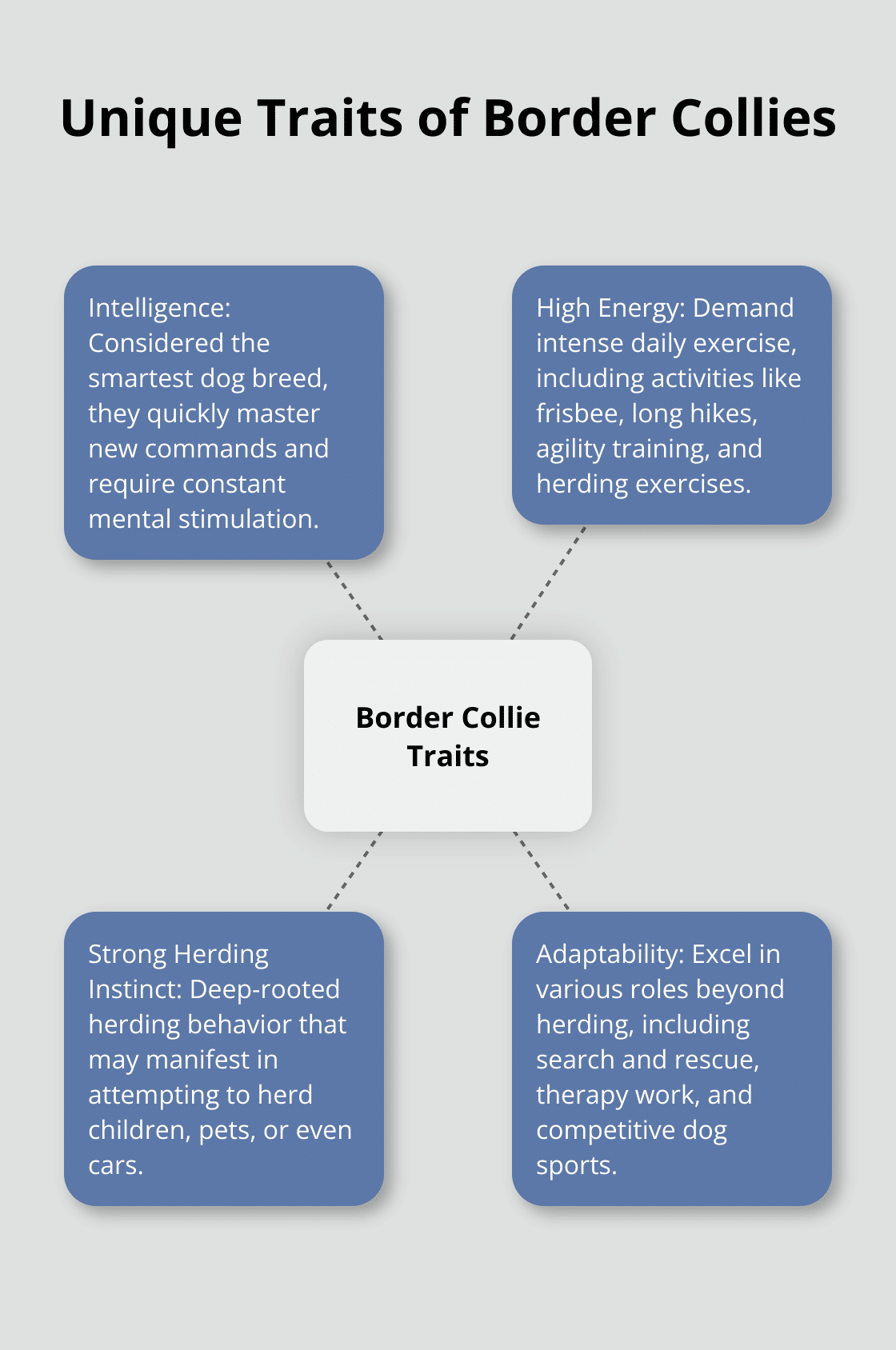 A hub and spoke chart showing the unique traits of Border Collies: intelligence, energy, herding instinct, and adaptability. - border collie rescue dog