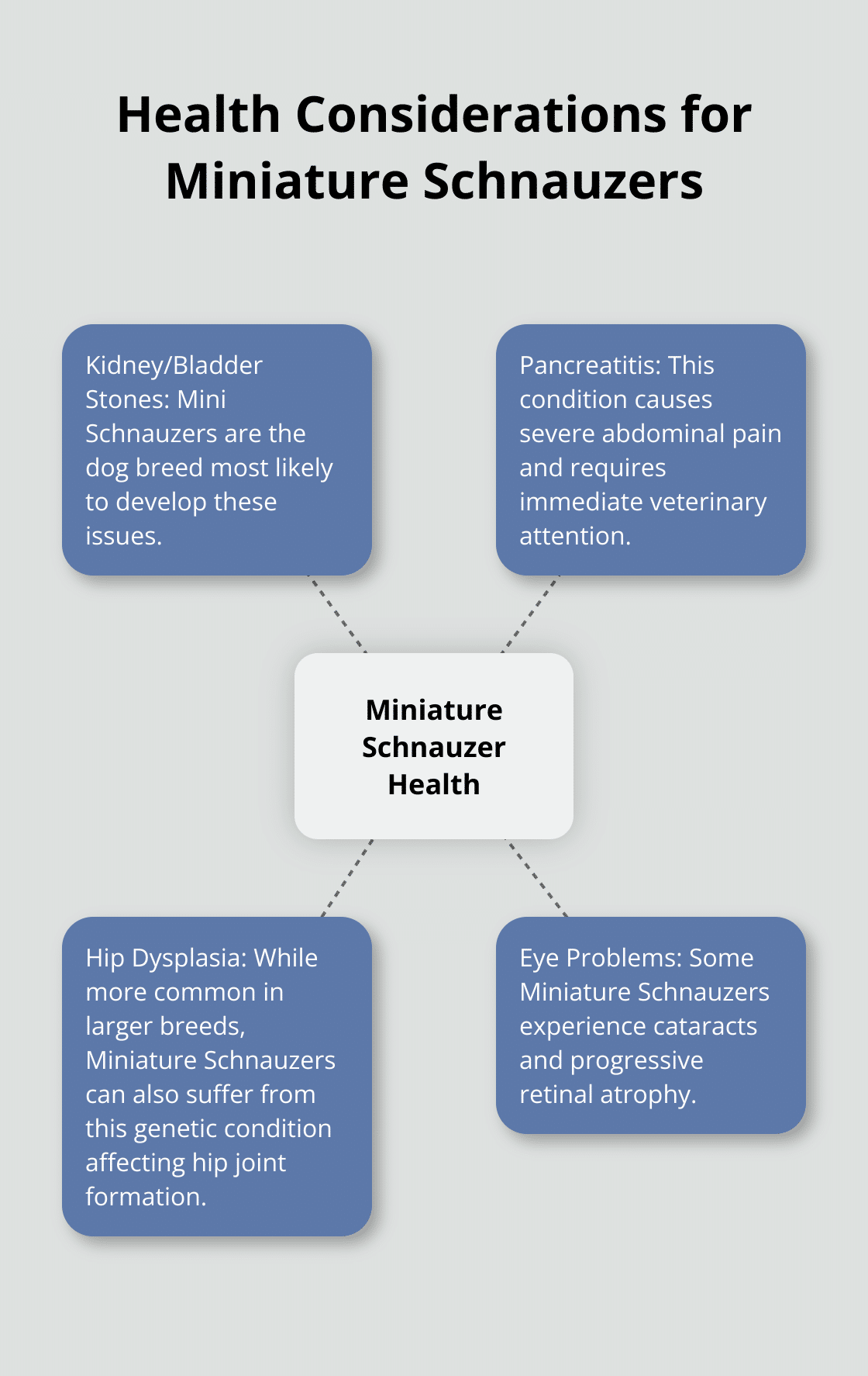 Hub and spoke chart showing common health issues in Miniature Schnauzers: kidney/bladder stones, pancreatitis, hip dysplasia, and eye problems - dog rescue miniature schnauzer