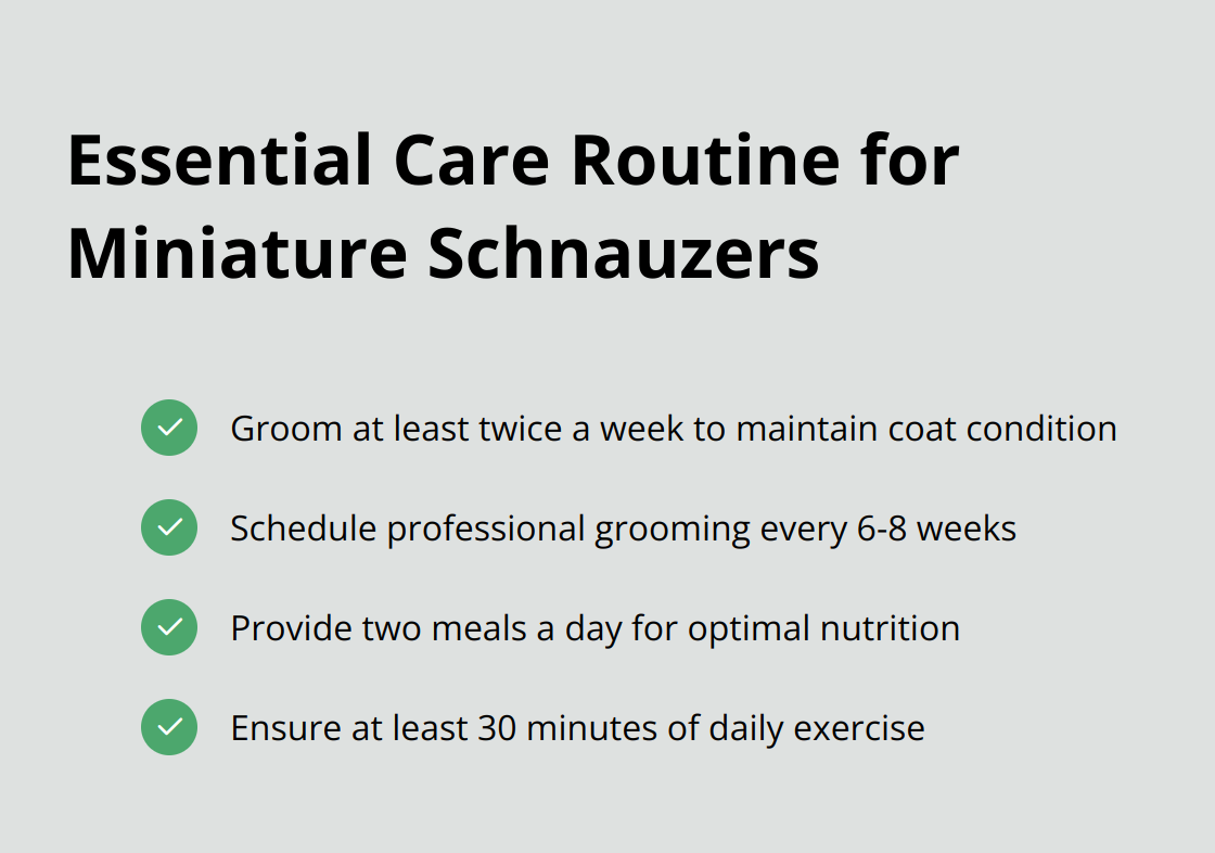 Checkmark list chart showing essential care routine for Miniature Schnauzers: regular grooming, professional grooming, daily meals, and exercise