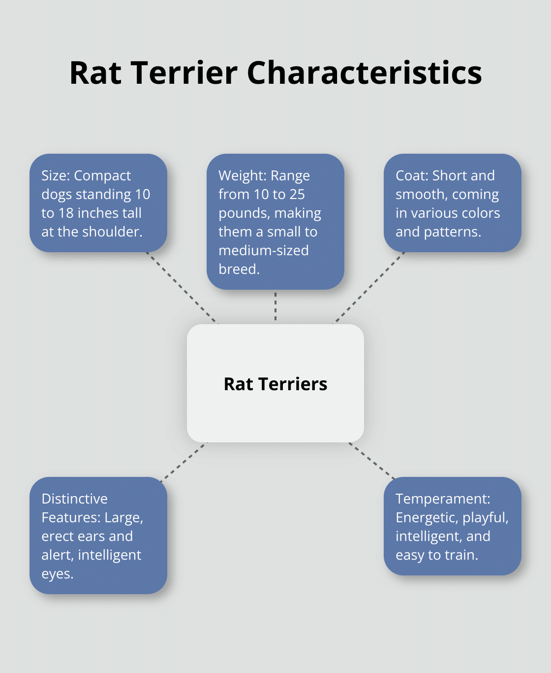 A hub and spoke chart showing key characteristics of Rat Terriers, including size, weight, coat, ears, and temperament. - rat terrier dog rescue