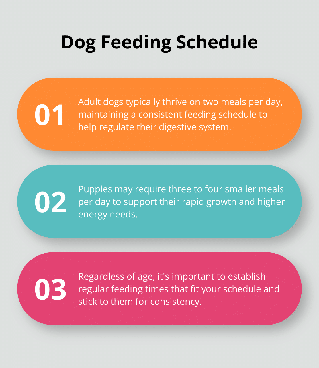 An ordered list chart showing feeding recommendations for adult dogs and puppies. - tips for new dog owners