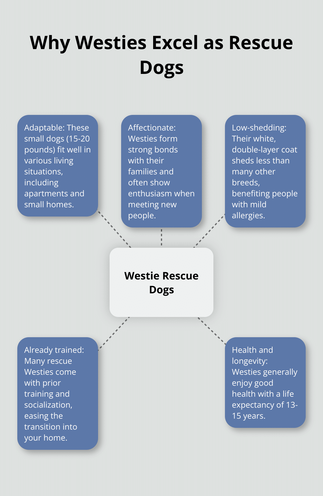 Hub and spoke chart showing five key qualities of Westies as rescue dogs: adaptability, affectionate nature, low-shedding coats, prior training, and health longevity - westie rescue dog